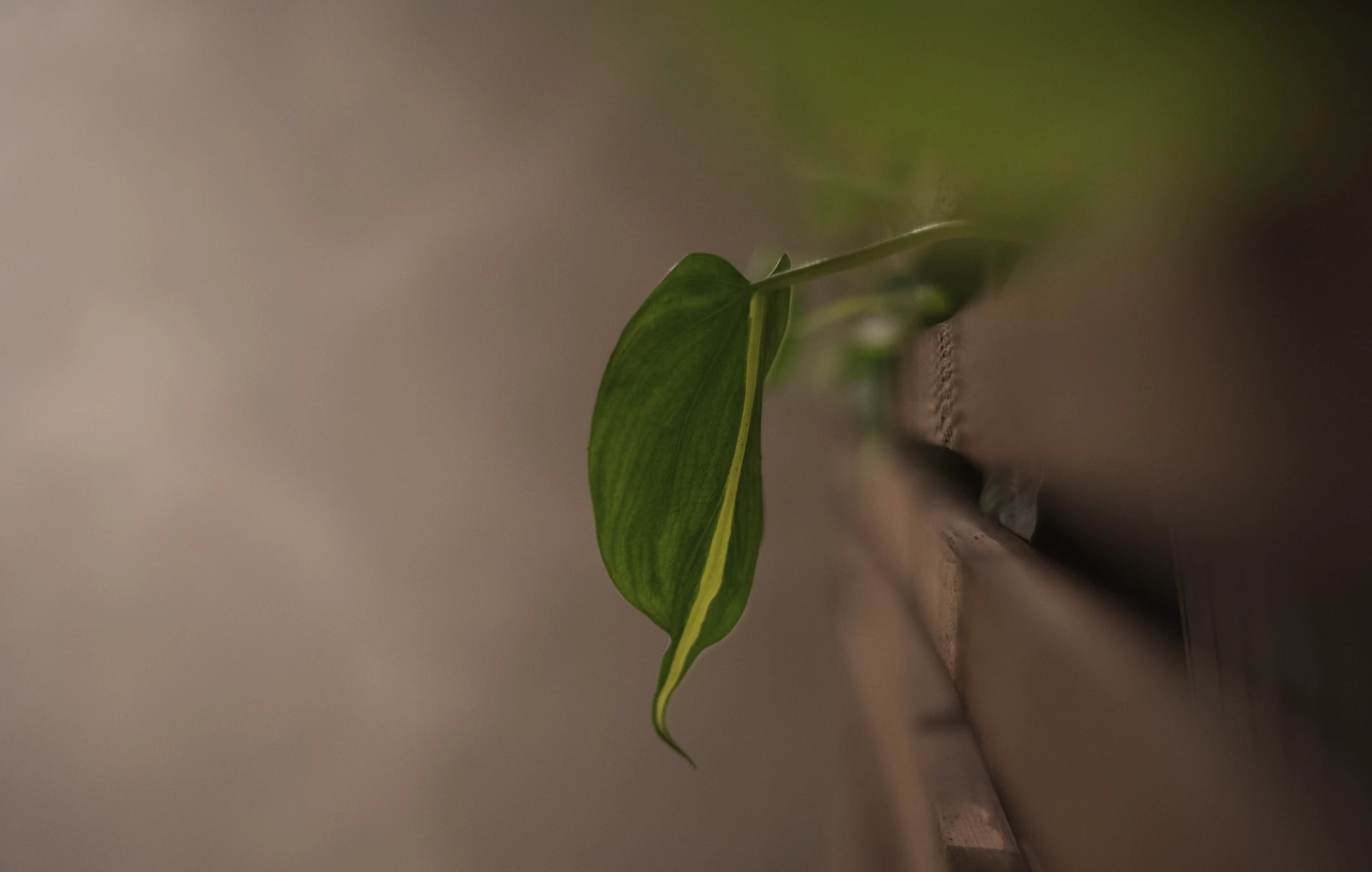 A single green leaf hangs beside reclaimed wood against a softly blurred studio wall.